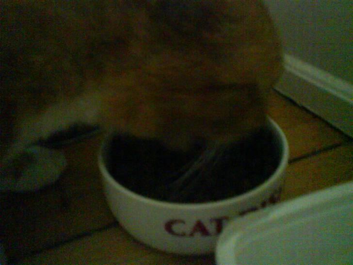 Huskat Sofus - nam nam..... billede 4