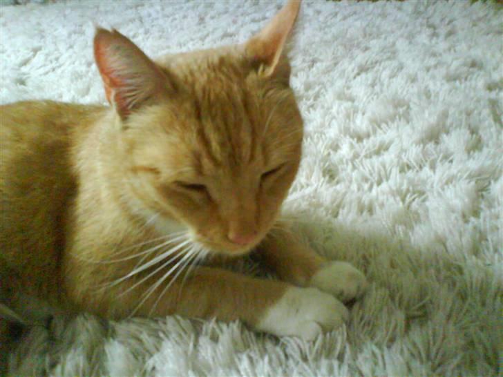 Huskat Sofus - gab gab.... billede 5