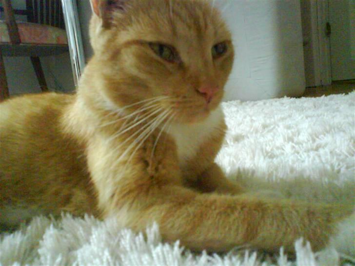 Huskat Sofus - uuuu lækkert billede 6