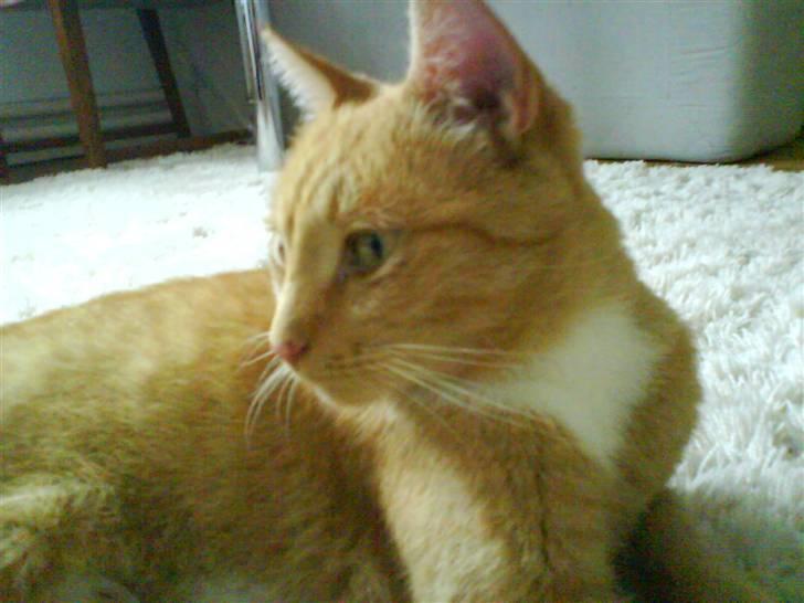 Huskat Sofus - Ynglings billed...<3 billede 7