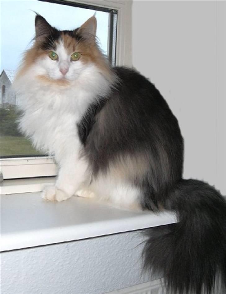 Norsk Skovkat IC Librian's Kjesten Smal - International Champion billede 1