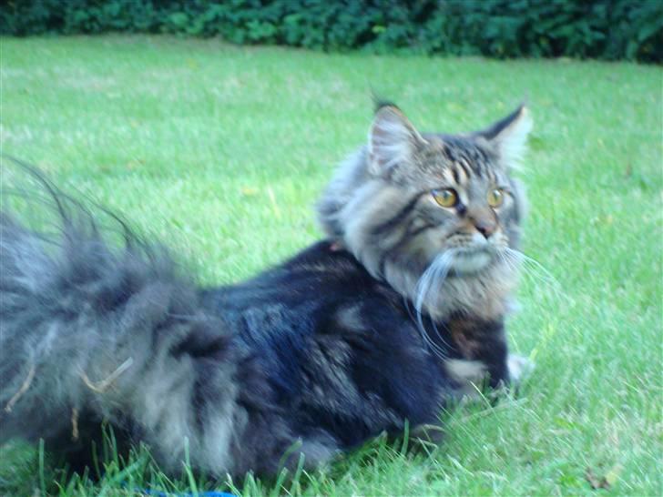 Maine Coon Bart billede 1