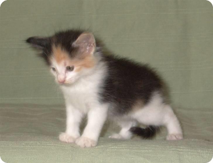 Norsk Skovkat IC Librian's Kjesten Smal - Kjesten som killing billede 2