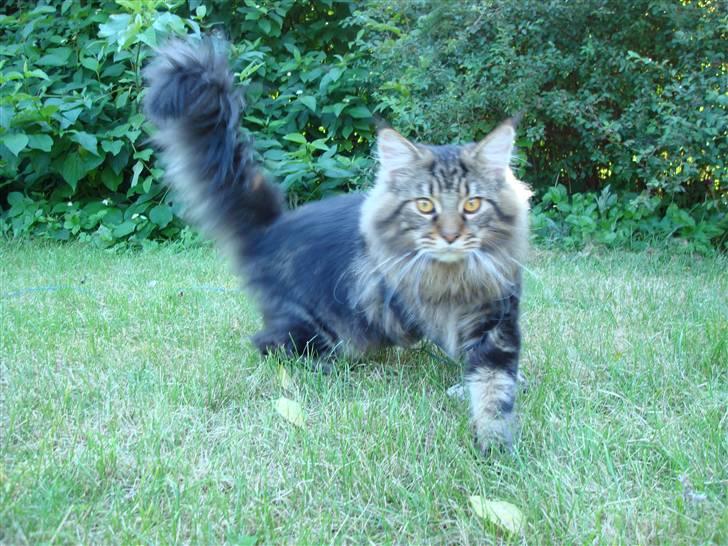 Maine Coon Bart billede 2