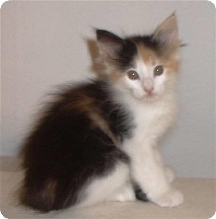 Norsk Skovkat IC Librian's Kjesten Smal - Kjesten som Killing billede 3