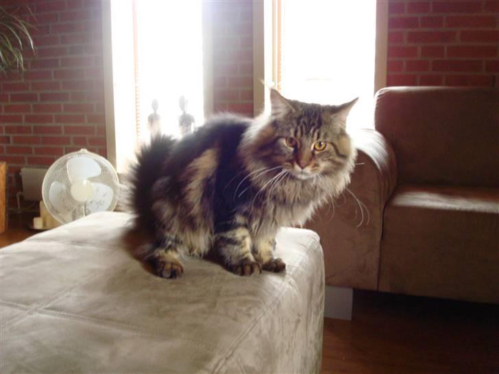 Maine Coon Bart billede 3