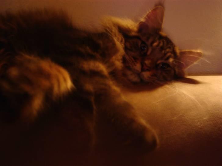 Maine Coon Bart billede 4