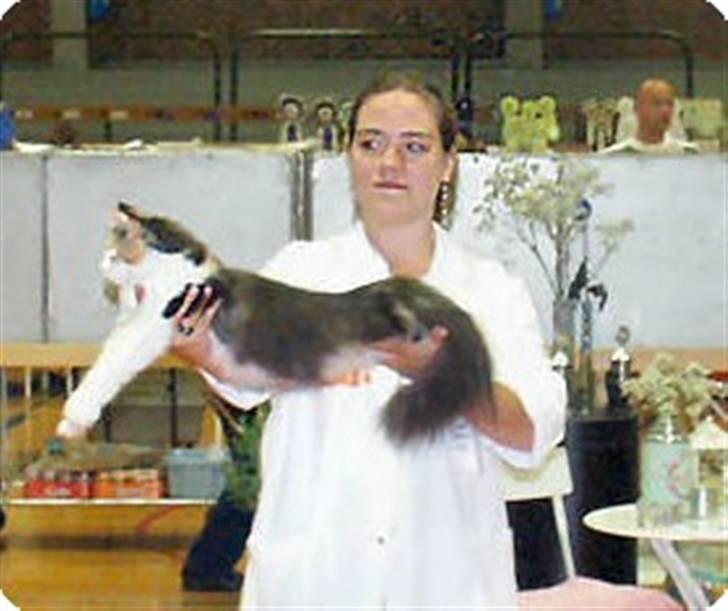 Norsk Skovkat IC Librian's Kjesten Smal - Kjesten præsenteres på udstilling af Heidi Hass billede 4