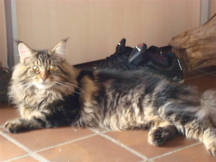 Maine Coon Bart billede 5