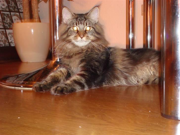 Maine Coon Bart billede 6