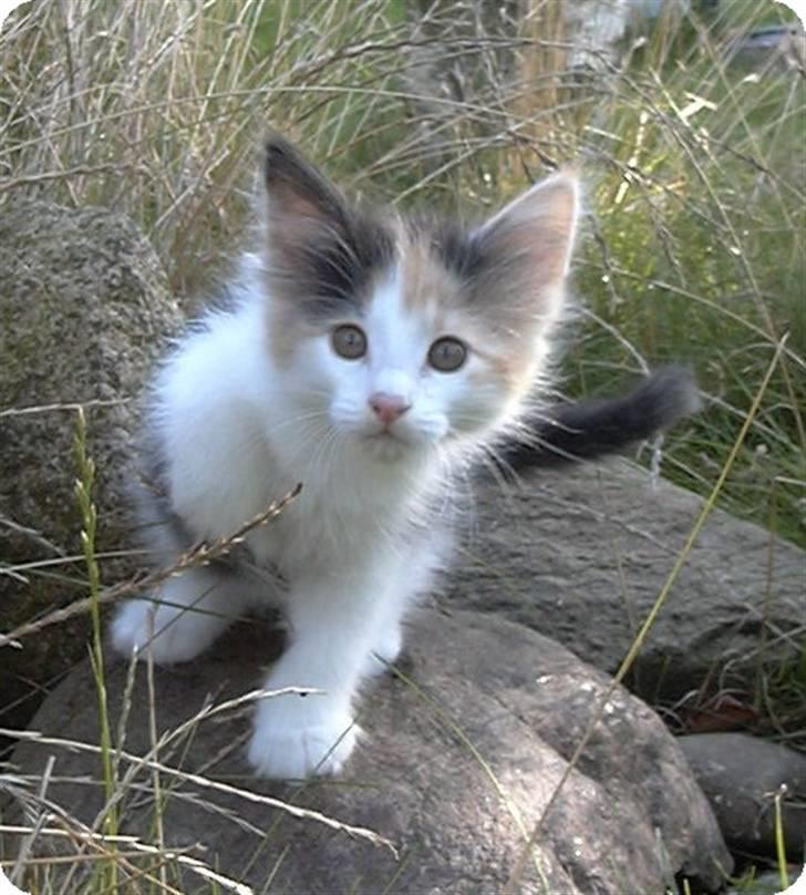 Norsk Skovkat IC Librian's Kjesten Smal - Kjesten som killing billede 5