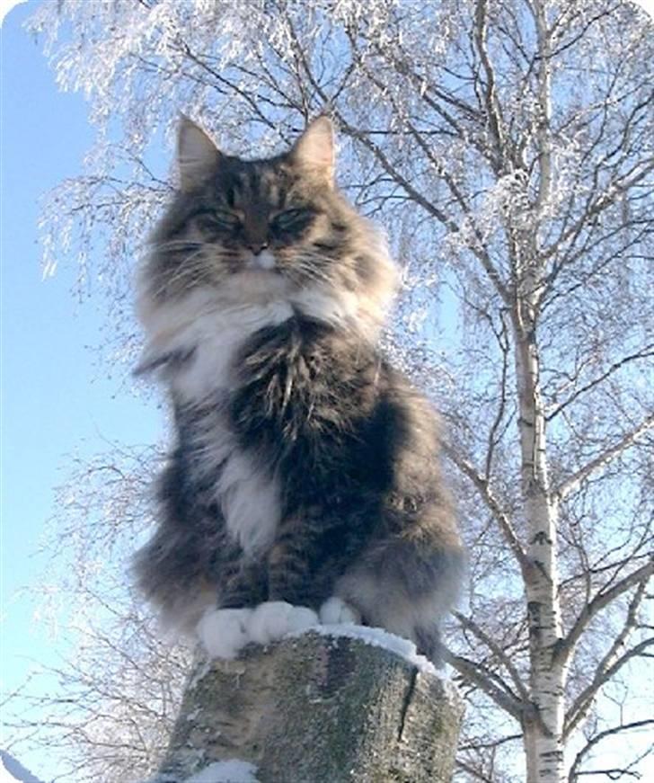 Norsk Skovkat CH Librian's Ronja billede 1