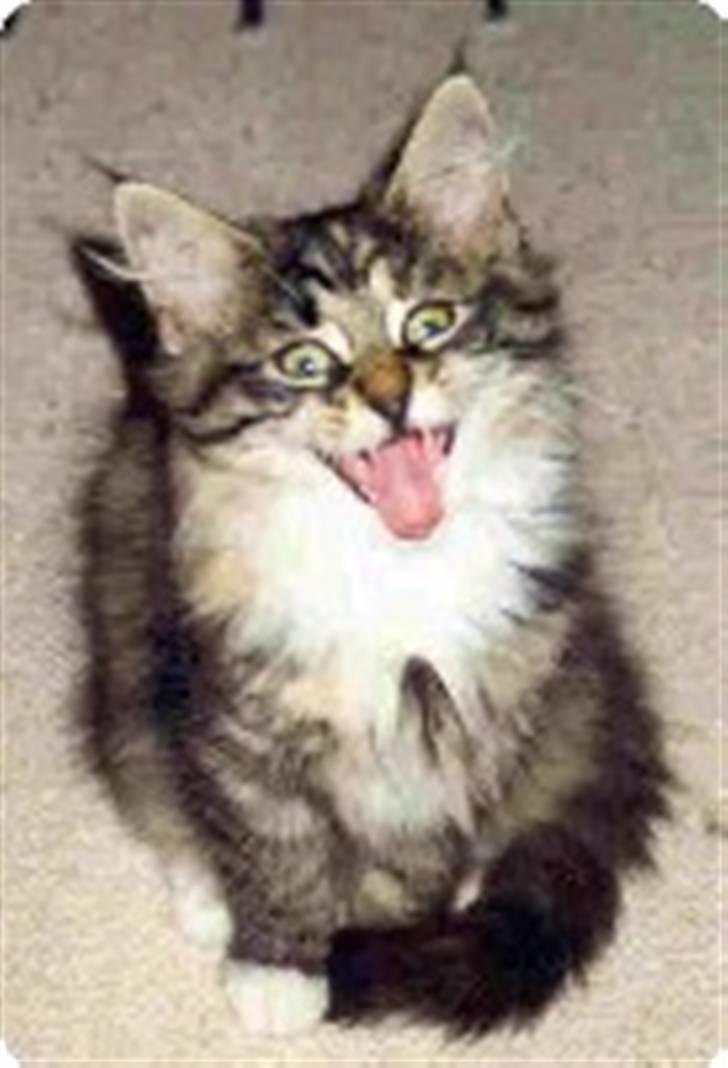 Norsk Skovkat CH Librian's Ronja billede 2