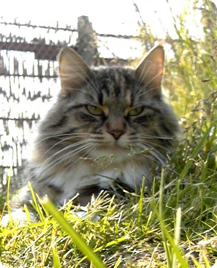 Norsk Skovkat CH Librian's Ronja billede 3