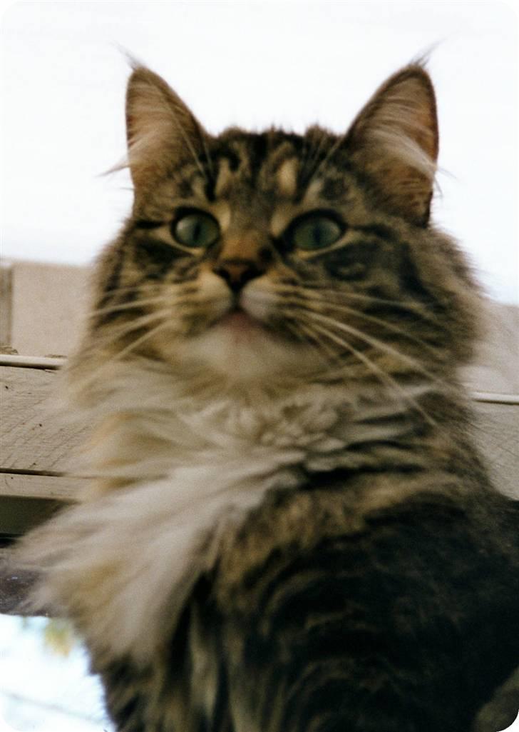 Norsk Skovkat CH Librian's Ronja billede 4