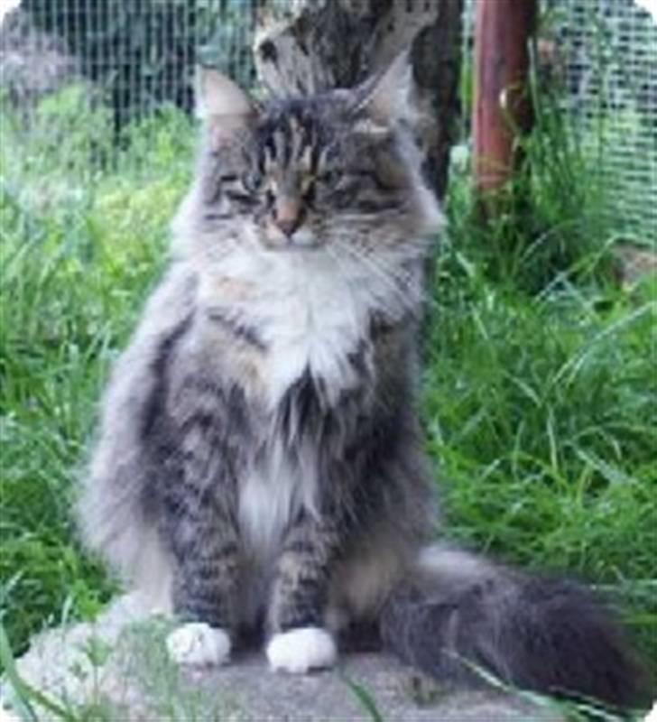 Norsk Skovkat CH Librian's Ronja billede 5