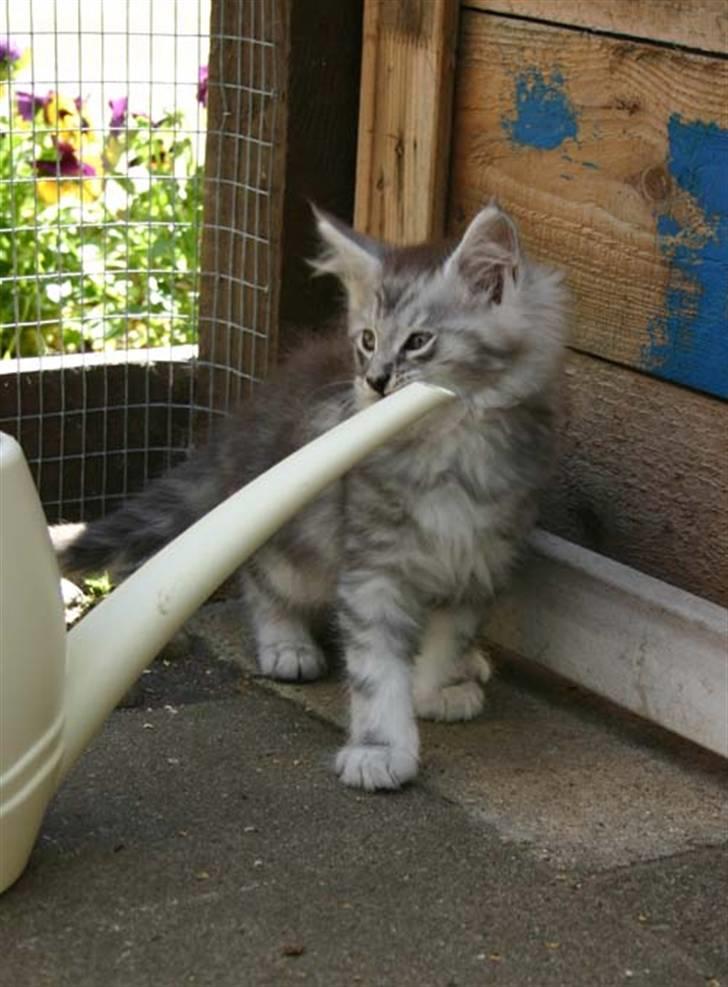 Maine Coon Cosmo - Vandkanden er sjov =) billede 3