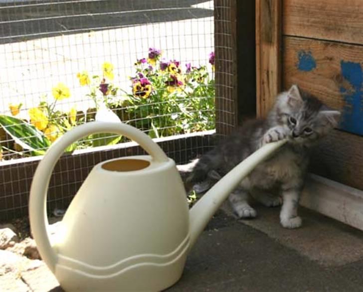 Maine Coon Cosmo - det er så spændende =) billede 4