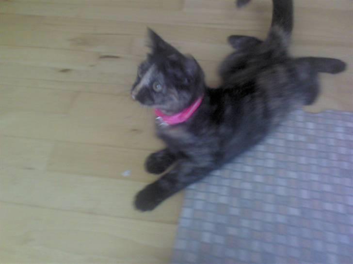 Huskat Naomi (solgt) - Moooar! - du tar miiq på de mest pinliqe tidpunkter sx <3 billede 7