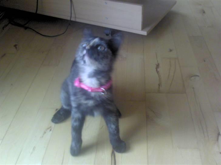 Huskat Naomi (solgt) - Haha´ Bøøh , stillinq ? xbb´ billede 9