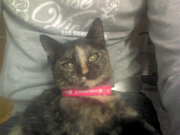 Huskat Naomi (solgt) - Uff ´ en perleskøn miisser jeq er 8´} billede 10