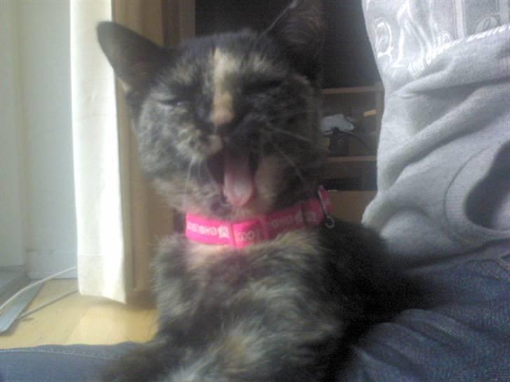 Huskat Naomi (solgt) - Gaaaab´ hvor jeq træt nue q: billede 11