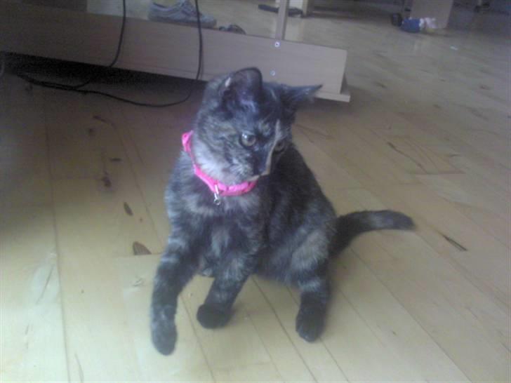 Huskat Naomi (solgt) - Er jeq iek nuttet ? :D billede 13