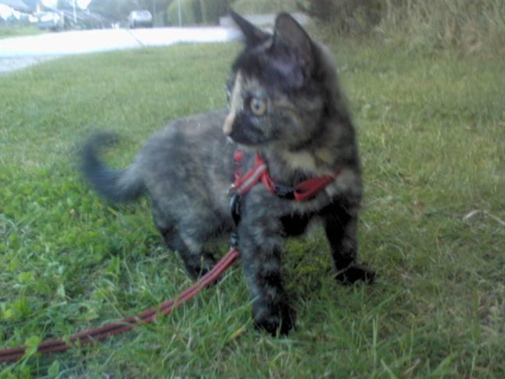 Huskat Naomi (solgt) - Det sååeh hyqqe på tur ;D billede 14