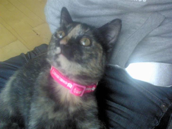 Huskat Naomi (solgt) - Lyserød er liiq hende :D  billede 15