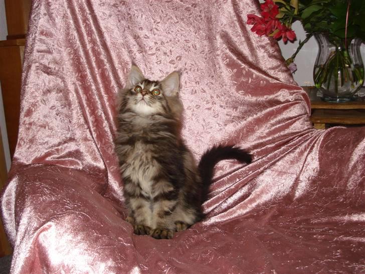 Maine Coon Bart - Bart som lille killing :) billede 7