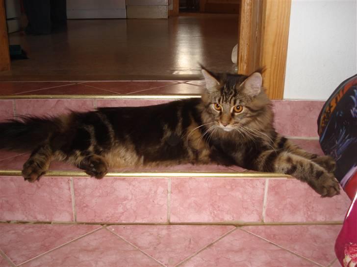 Maine Coon Bart billede 8
