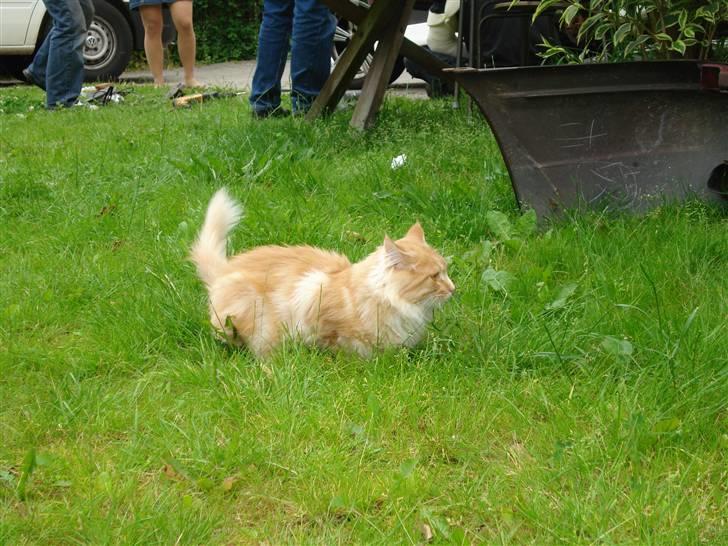 Maine Coon Tyson - Tyson har lige fået øje på fister og klar til at springe (04-08-07) billede 17