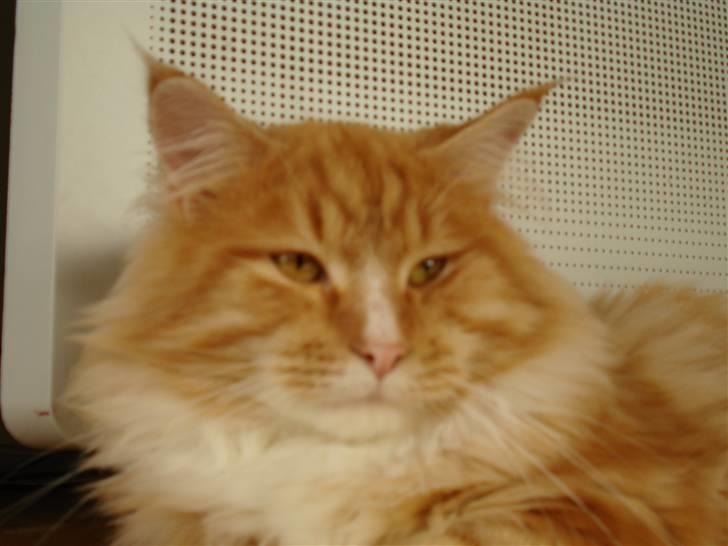 Maine Coon Tyson - ja det siger jo det hele dette billede (19-09-07) billede 18