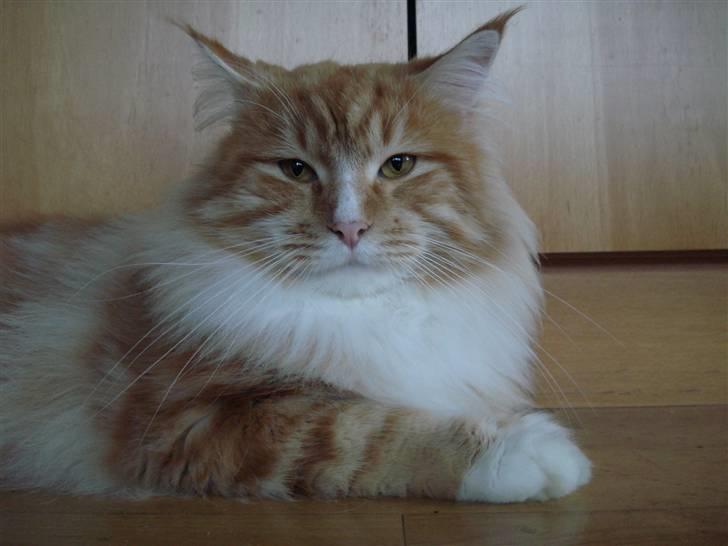 Maine Coon Tyson - ny friseret og det hele uha kan man bliver mere flot (19-09-07) billede 19