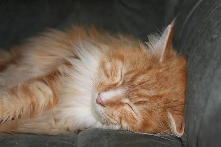 Maine Coon Tyson - 11.10.09 billede 20