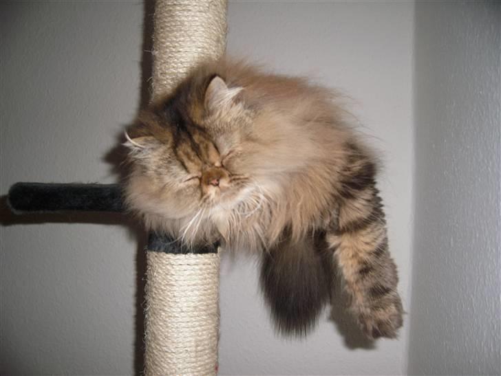 Perser Medea *Chatil de Rex's* - Hænger lige her på kradsetræet - Nøj, hvor er jeg søvnig.. billede 12