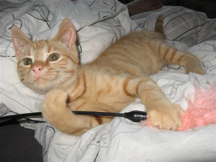 Huskat max - se max kan smile.. billede 6