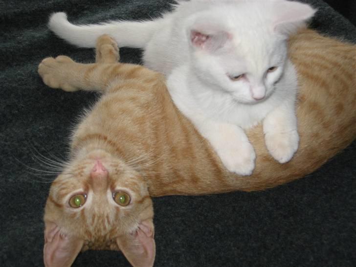 Huskat max - max og hans lille veninde daisy billede 7