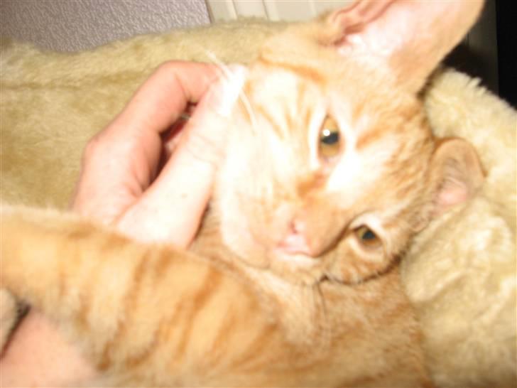 Huskat max - han er blevet en rigtig kæle mis billede 8