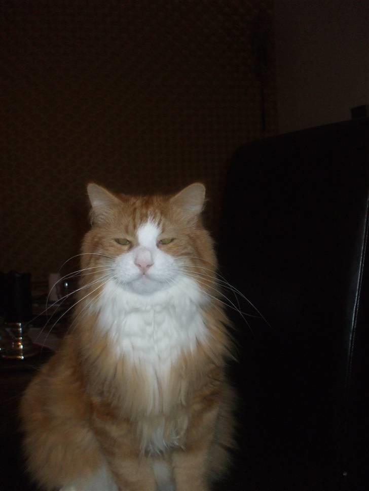 Norsk Skovkat Tiger billede 10