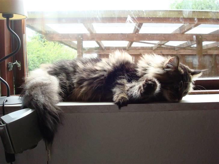 Maine Coon Bart billede 9