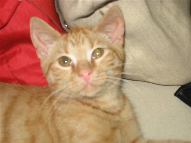 Huskat max billede 9