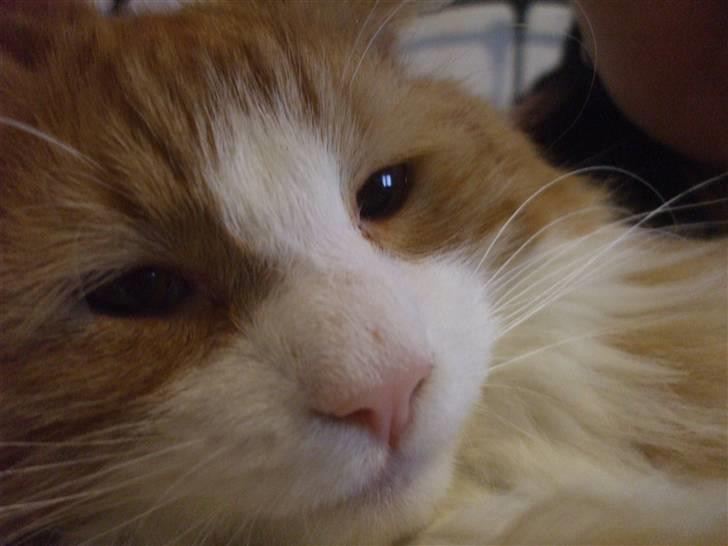 Norsk Skovkat Tiger - Elsker bare at flade ud - bogstaveligt talt :) billede 11