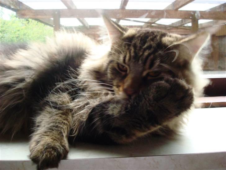 Maine Coon Bart billede 10