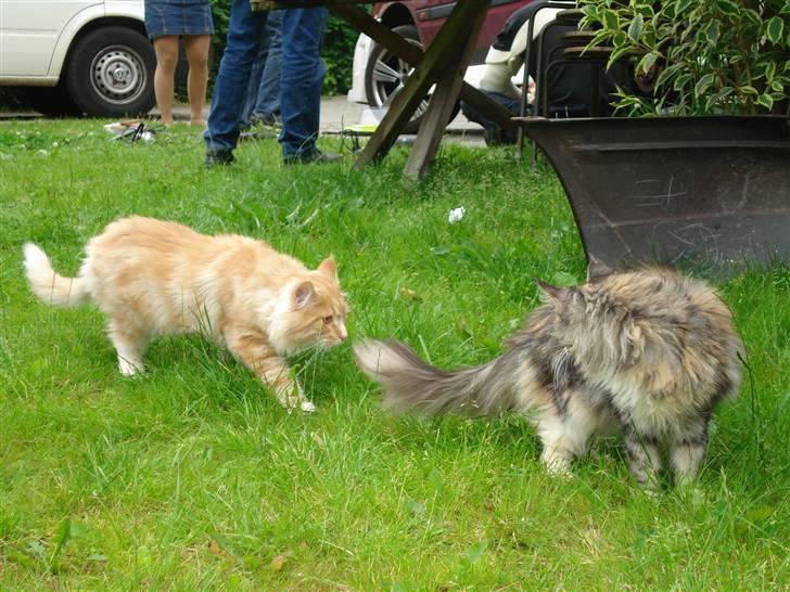 Maine Coon Fister er flyttet billede 20