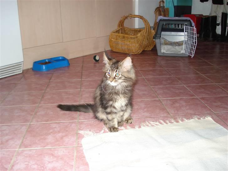 Maine Coon Bart billede 11