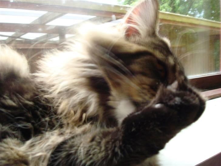 Maine Coon Bart billede 12