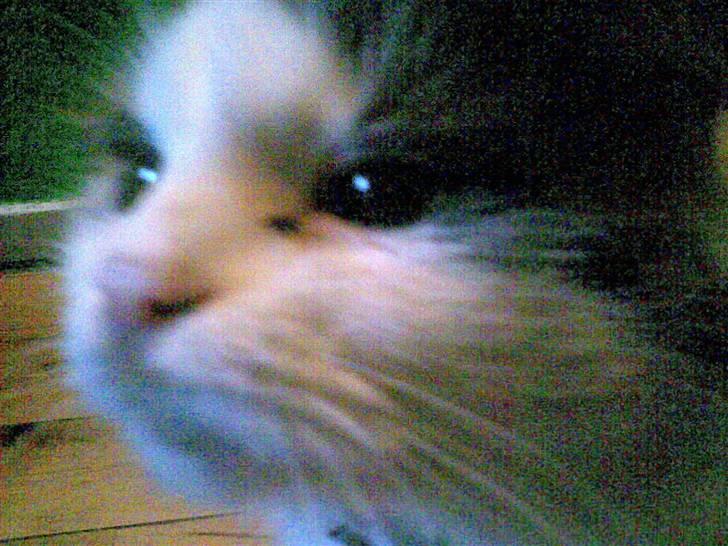 Blanding af racer Pusser billede 2