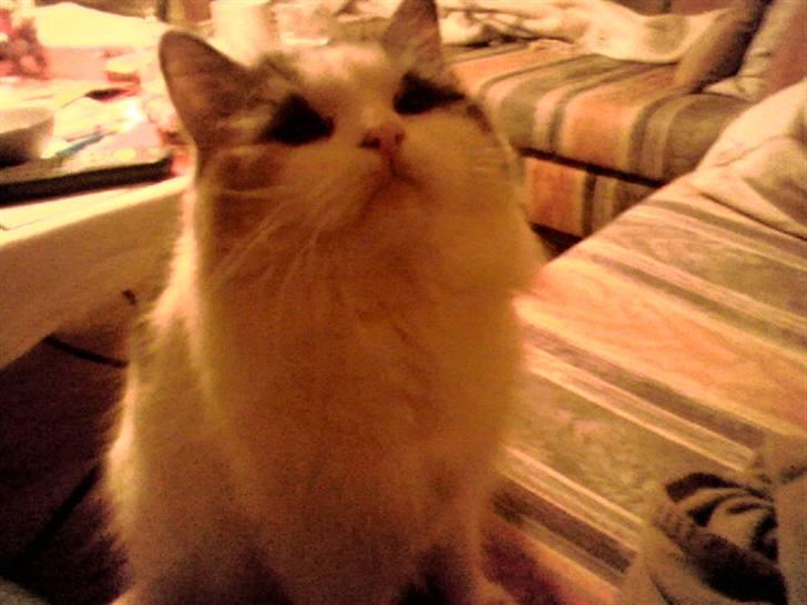 Blanding af racer Pusser billede 3