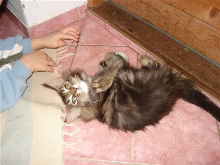 Maine Coon Bart - Bart lidt fræk. billede 13